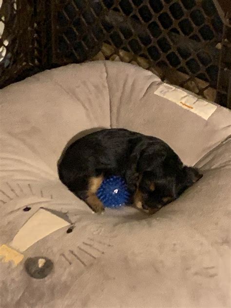 CATHERINE HANES - Yorkshire Terrier Puppies for Sale in San Antonio, TX