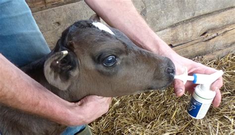 Innovative Animal Medicine Dispenser Wins Awards Farming Uk News