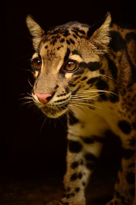 Beautiful Clouded Leopard Photo By San Diego Zoos Senior Animal