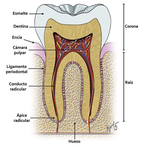 El Diente Anatomia Funcion Cuidados Dentaltvweb Images And Photos Finder