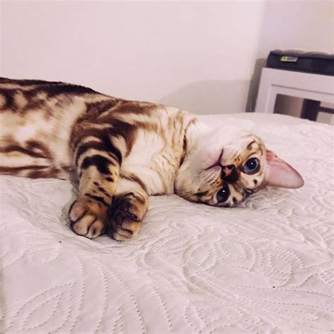 15 Brilliant Facts You Didnt Know About Bengal Cats Page 2 Of 3 Petpress