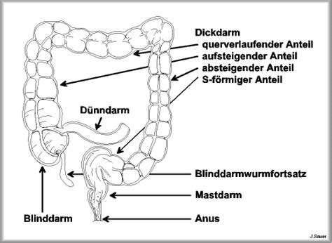 The transverse colon is the longest and most movable part of the colon. Chirurgie Zug