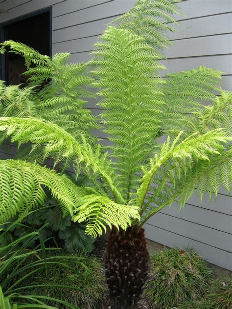 How do you care for an outdoor fern? Dicksonia antarctica - Sloat Garden Center | Dicksonia ...