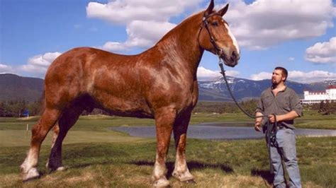 Top 10 Largest Horse Breeds In The World | Horse is Love