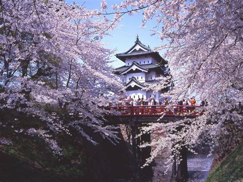 10 Best Places To Catch Cherry Blossoms In Japan Klook Travel Blog