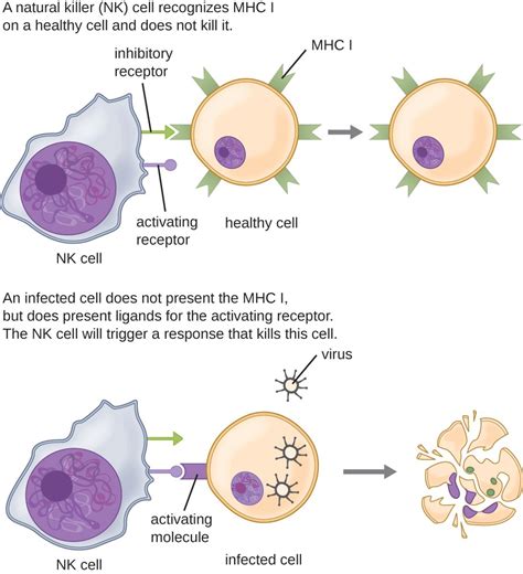 Nk Cells And Phagocytosis Microbiology Health And Disease Course