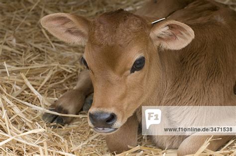 Biete ein weibliches kalb geb. Jersey Kalb - Lizenzfreies Bild - Bildagentur F1online 3471538