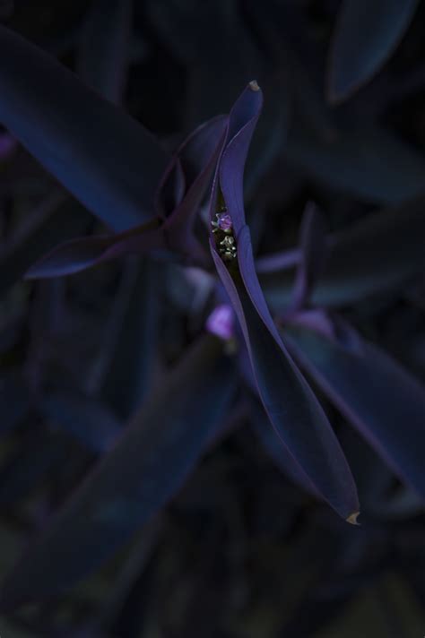 Pure Purple Plant And Nature Photos Toru Takagis Photoblog
