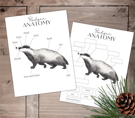 Badger Anatomy Poster And Labeling Activity Homeschool Etsy