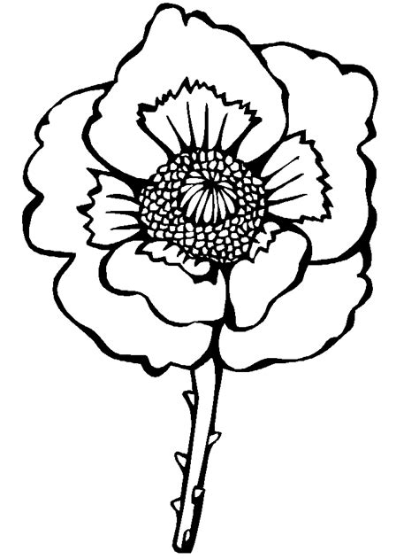 Red Poppy Blossom Coloring Page Free Printable Coloring Pages For Kids