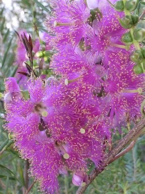 Native Western Australian Plants Plants Bw