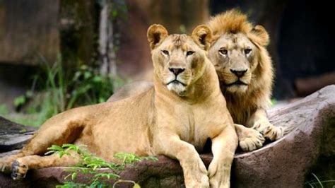 Two Lions Were Shot Dead After A Naked Man Tried To Feed