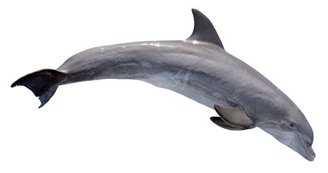Dolphin Png Image Purepng Free Transparent Cc0 Png