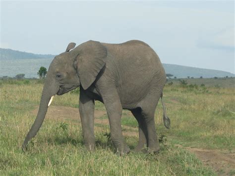 Adult Elephant Eating This Photo Of African Elephants