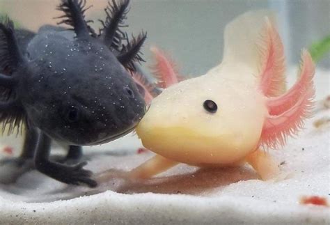Pin By Ryan Hays On Axolotls In 2021 Axolotl Pet Axolotl Cute
