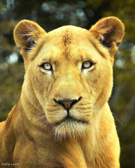 65 Trendy Tattoo Lion Lioness Eyes