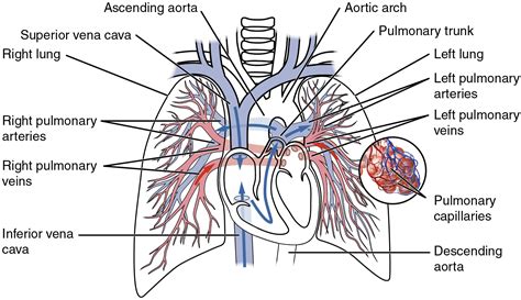 Circulatory Pathways · Anatomy And Physiology