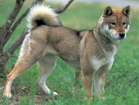 Shikoku Inu Character In 2020 Japanese Dogs Dogs Dog Breeds