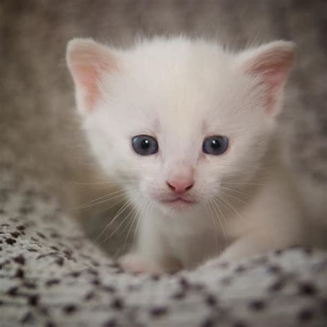 As with humans, feline vision worsens over time. 36 faits incroyables et surprenants sur les chats que vous ...