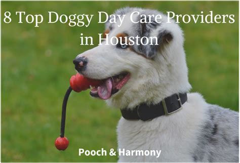 8 Top Doggy Day Care Providers In Houston Pooch And Harmony