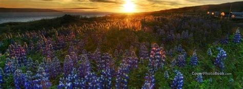 Check spelling or type a new query. Sunset Purple Flowers Scenery Facebook Cover - Nature