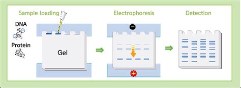 Polyacrylamide Gel Electrophoresis Page