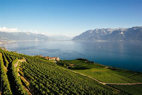 Vineyards Of Lavaux At Lake Geneva By Stocksy Contributor Peter Wey