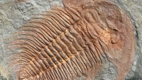 The Tragic Truth About The Ordovician Silurian Mass Extinction