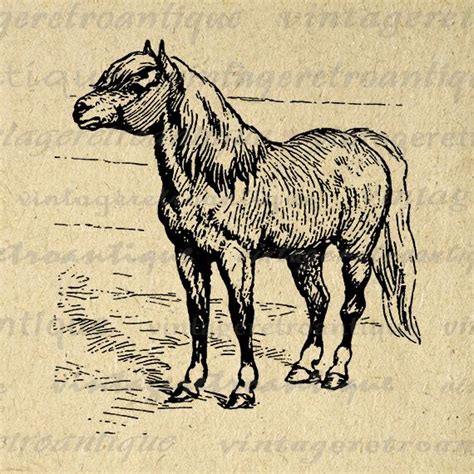 Digital Shetland Pony Printable Image Horse Graphic Download Antique Clip Art  Png Eps 18x18