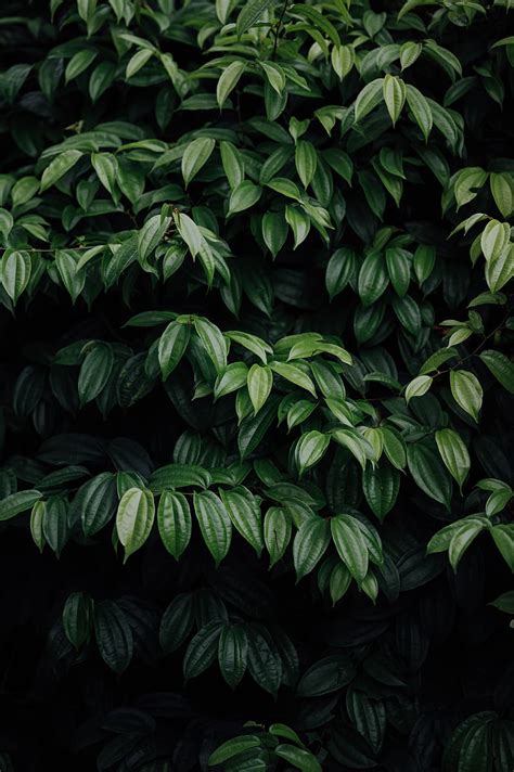 Leaves Plant Dark Brilliant Hd Phone Wallpaper Peakpx