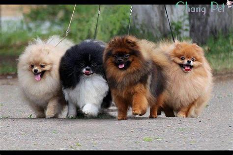 Top 10 Pomeranian Haircut Ideas For 2018 Dogs Pomeranian Puppy Puppies