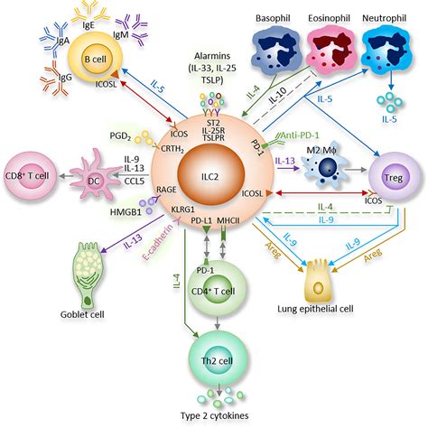 Frontiers Neural Regulation Of Interactions Between Group 2 Innate Lymphoid Cells And