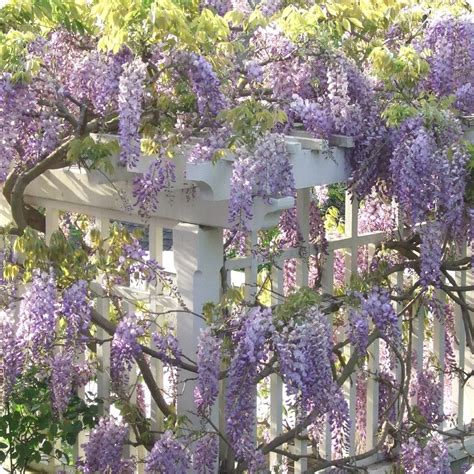 Showy, large clusters of sweetly fragrant purple flowers in spring are followed by large, compound, dark green leaves on vigorous twining stems. Wisteria Seeds, Japanese - Heirloom Untreated NON-GMO From ...
