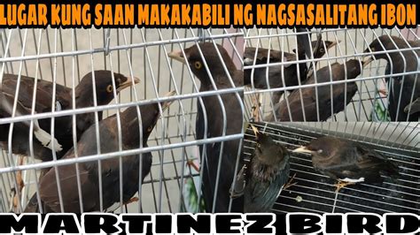 Crested Myna Martinez Bird Lugar Kung Saan Makakabili Ng