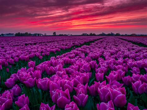 Tulip Fields Of Holland Netherlands
