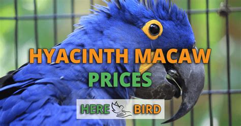 But on average, you will expect to pay between $1000 to $1,500. What are Hyacinth Macaw Prices? Costs for a Very Expensive ...