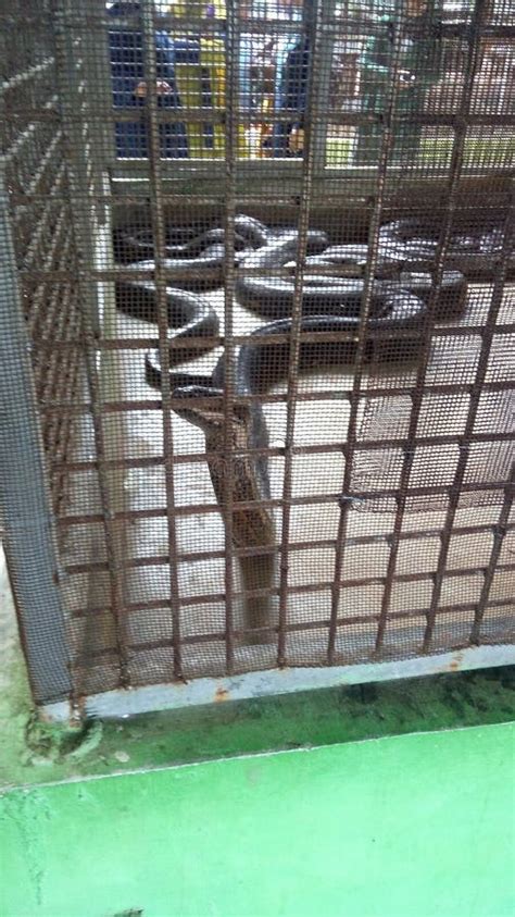 Two Large Snakes Are In The Zoo Enclosure Stock Image Image Of