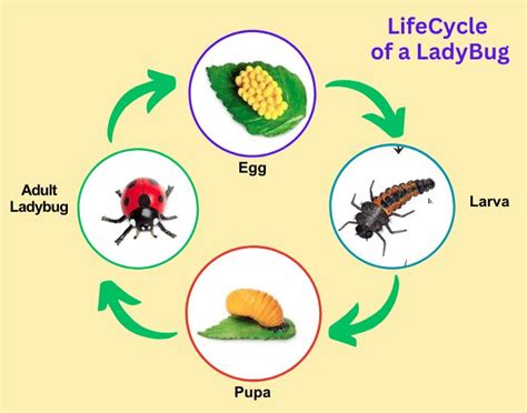 Lady Bug Lifecycle 4 Stages Of Ladybug Metamorphosis