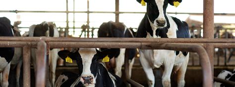 Cows And Music Playing Classical Music To Cows Us Dairy