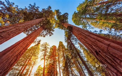 Wallpaper Sequoia and kings canyon national parks california : Things are looking up ...