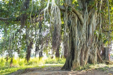 Banyan Tree Hanging Roots Stock Photo Image Of Trees 121175668