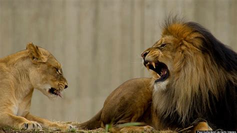 Zoo Officials Stunned After Lion Kills Lioness In Shocking Attack