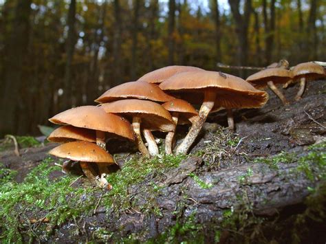 7 of the World's Most Poisonous Mushrooms | Britannica