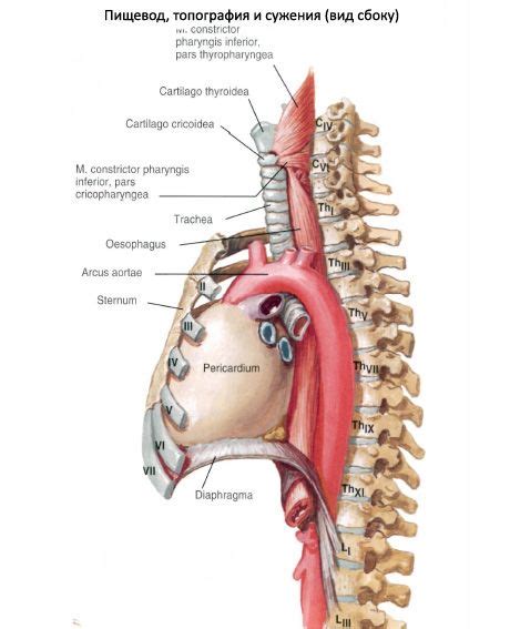 Thoracic Esophagus Anatomy
