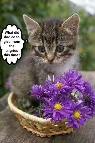 lolcats flower lol at funny cat memes funny cat pictures with words on them lol cat