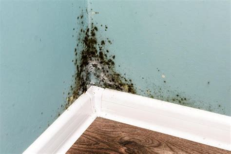 What Is Black Mold A Guide To Molds Harmful Effects Wassup Mate