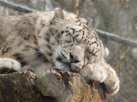 Snow Leopard Marwell Zoo Katherine Shaw Flickr