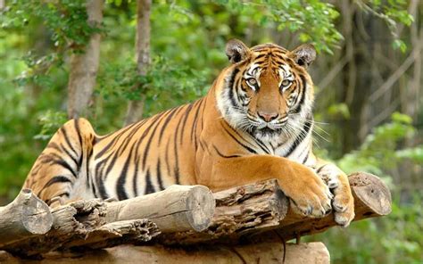 What Do Bengal Tigers Eat What Do Animals Eat Ecology Center