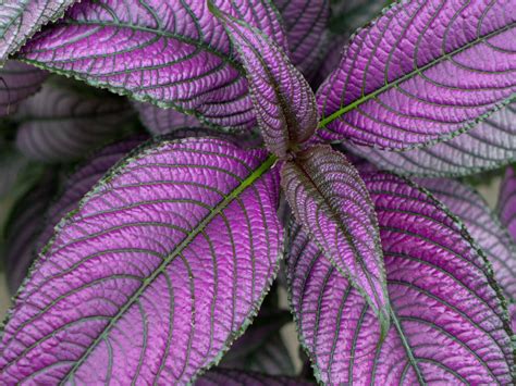 Purple Plants Purple Plants Plants Plant Leaves