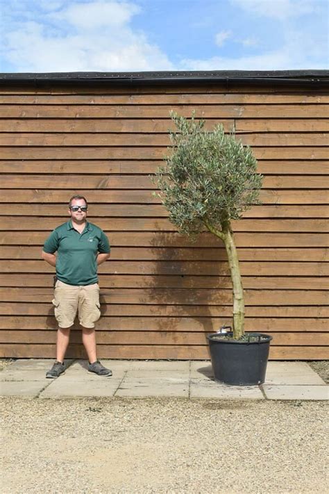 Tall Stem Lollipop Olive Tree No 378 Olive Grove Oundle